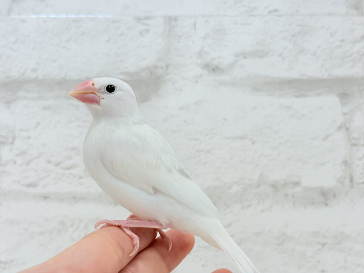 白文鳥