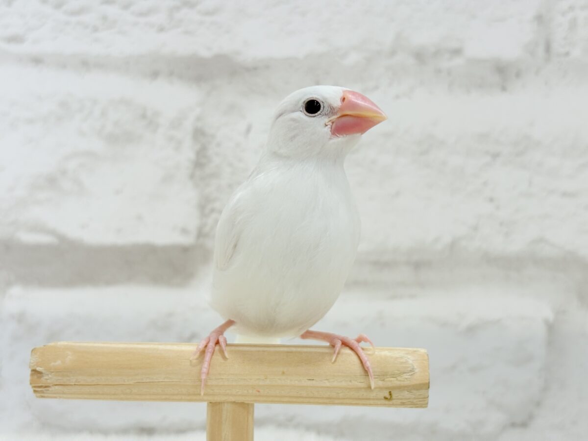 白文鳥