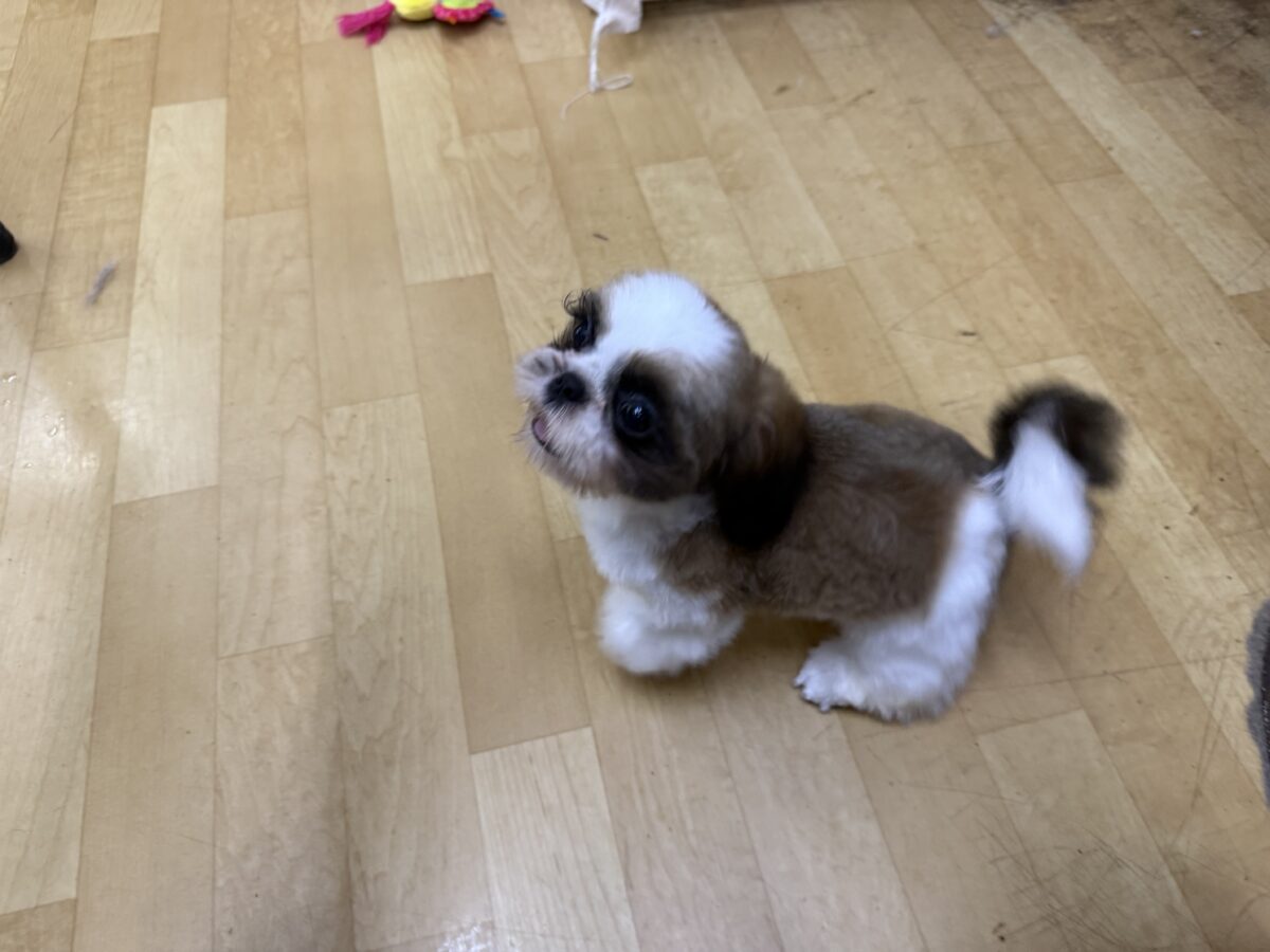シーズー