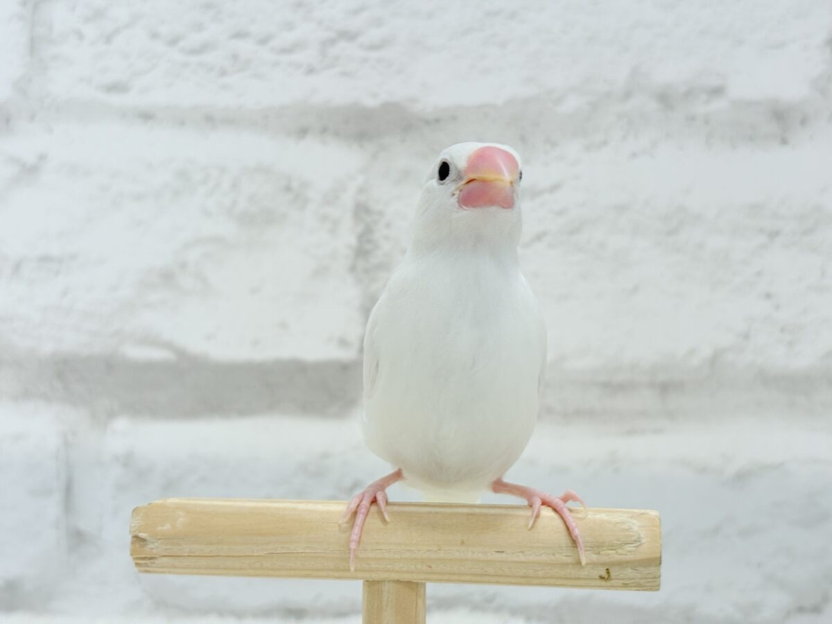 白文鳥