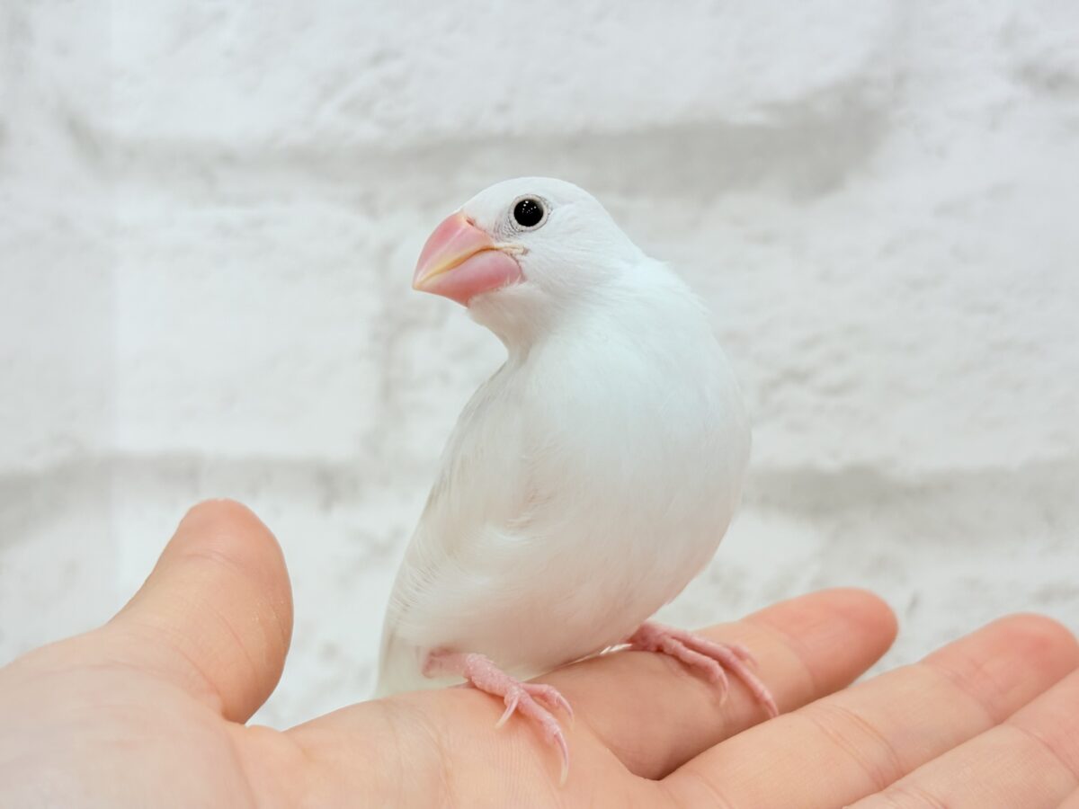 白文鳥