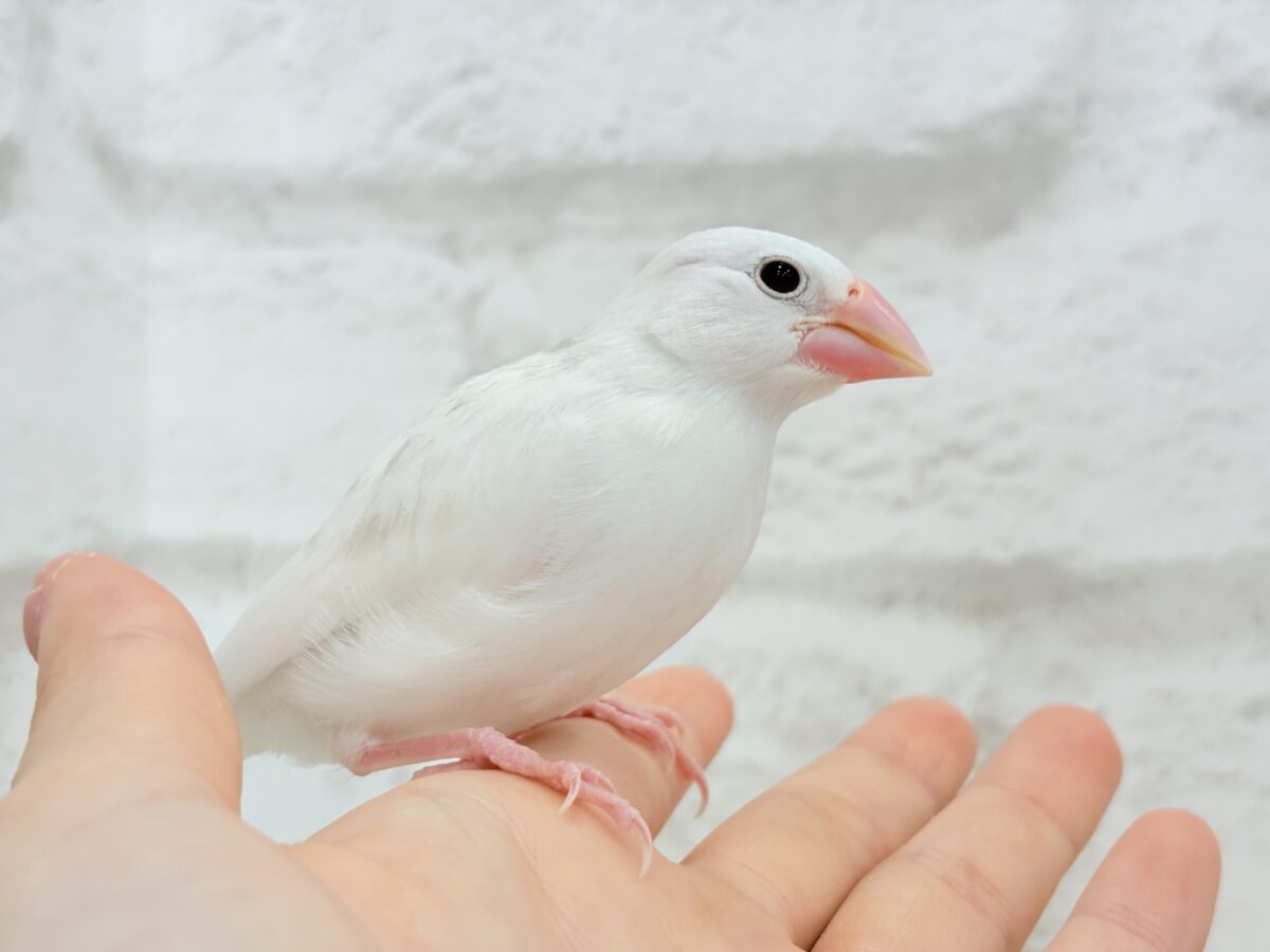 白文鳥