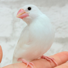 【最新画像更新🪄】真っ白ホワイト大福ちゃん🐣🍡白文鳥 ヒナ