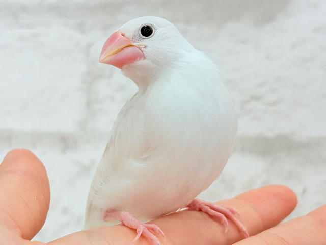 【最新画像更新🪄】真っ白ホワイト大福ちゃん🐣🍡白文鳥 ヒナ