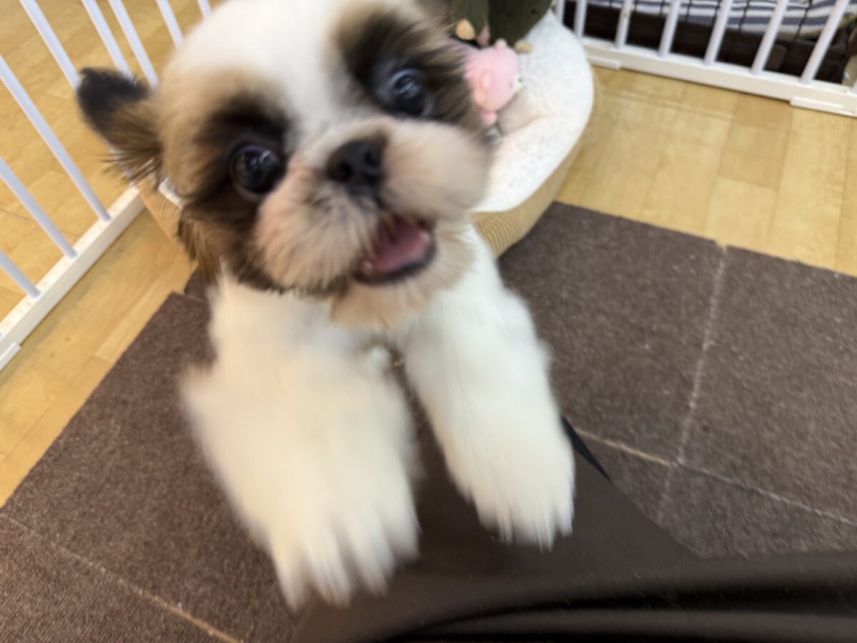 シーズー