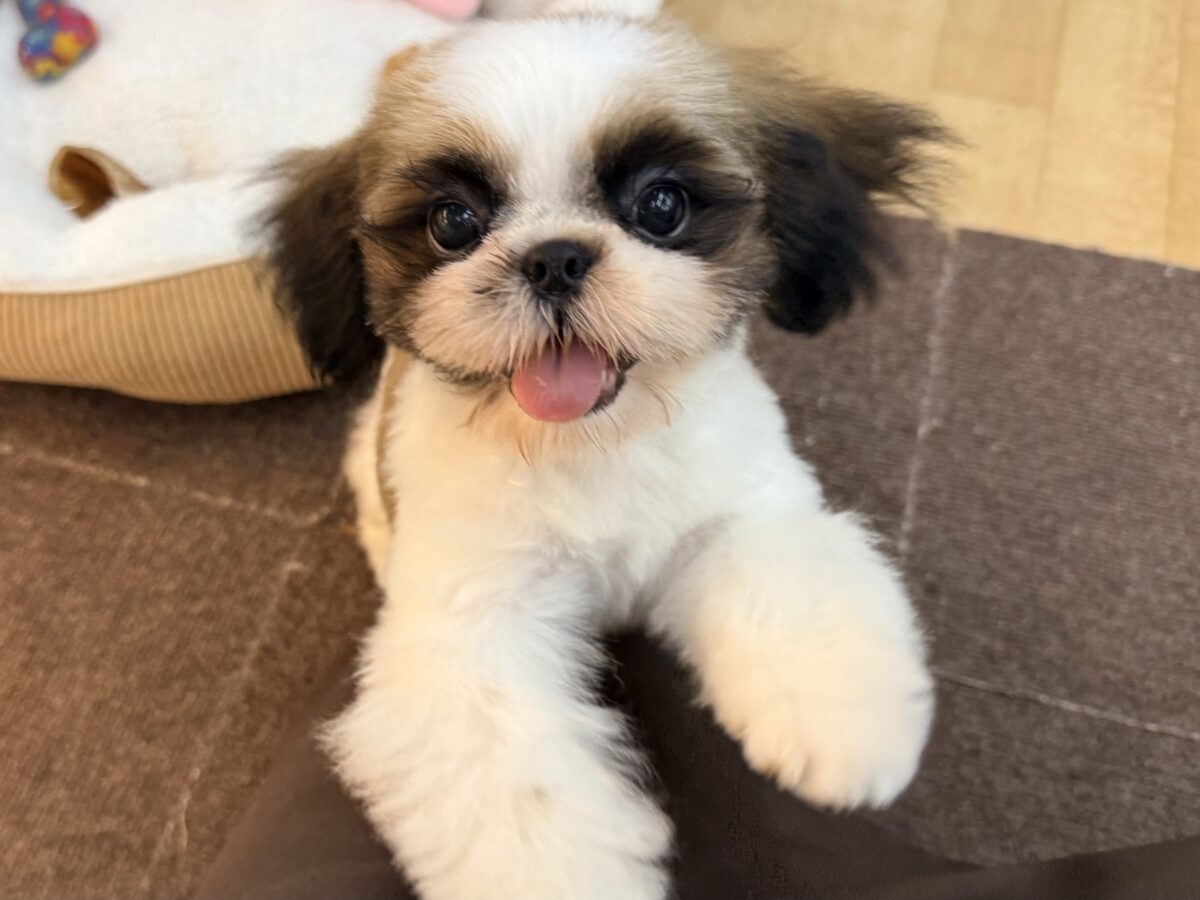 シーズー