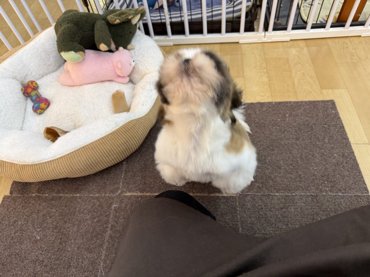 シーズー