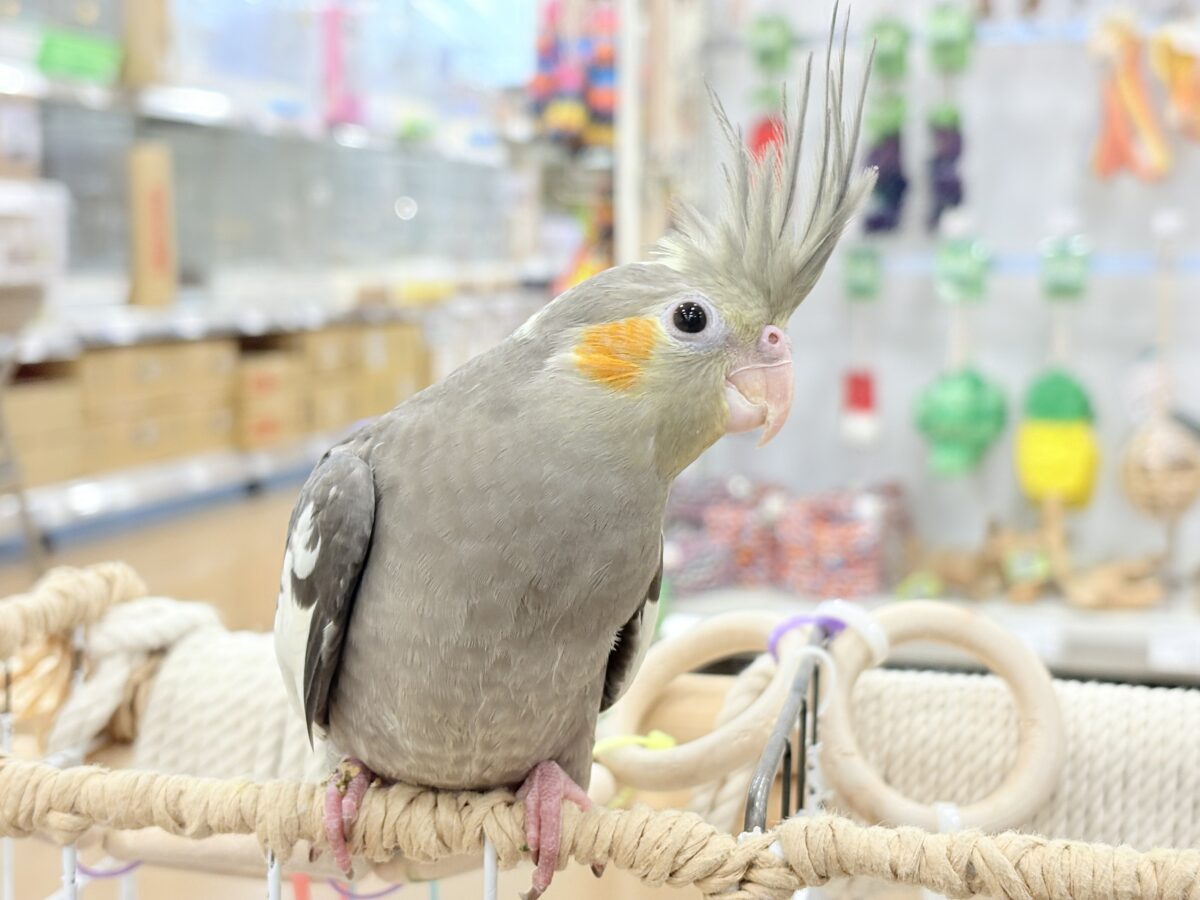 オカメインコ