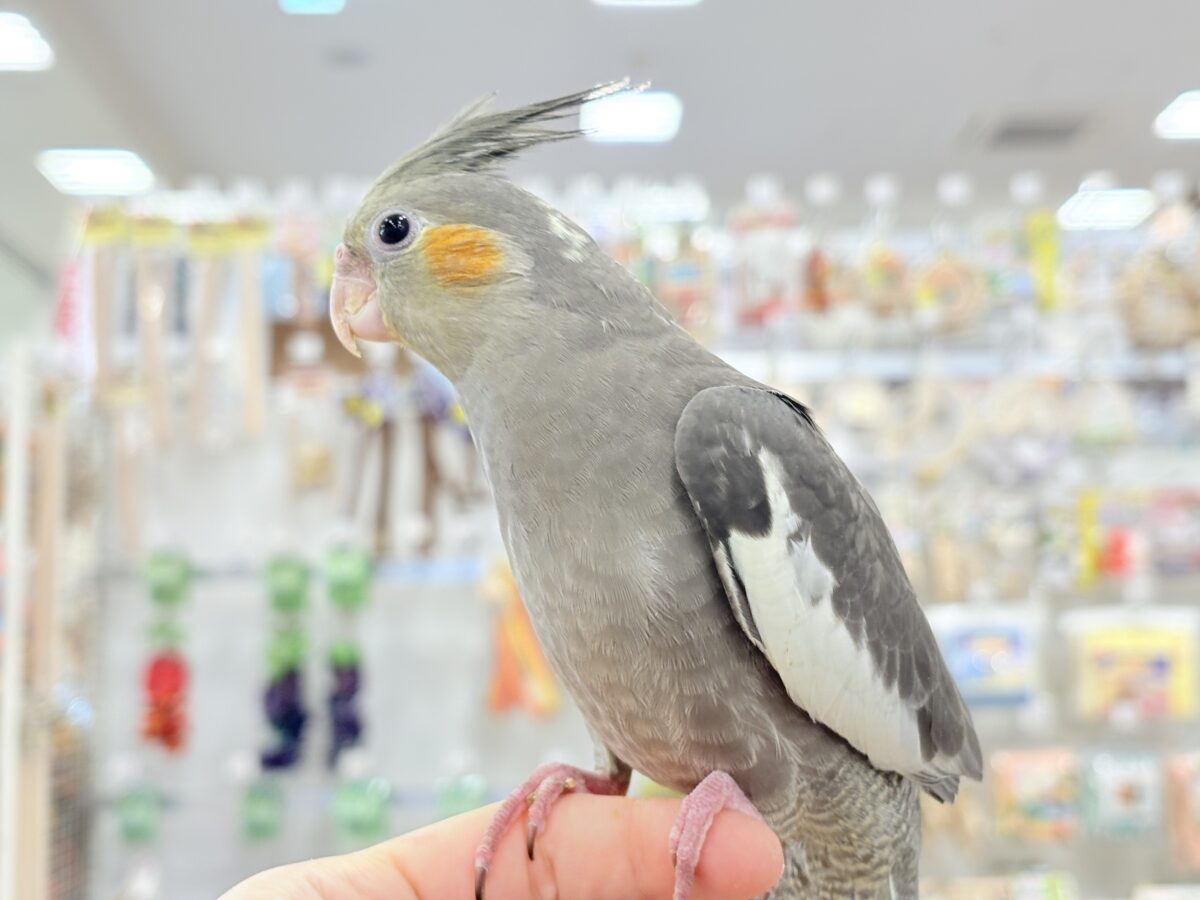 オカメインコ