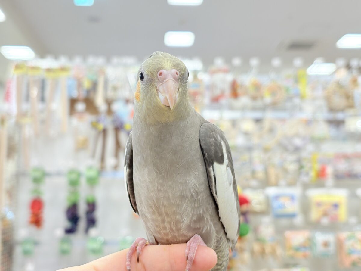 オカメインコ