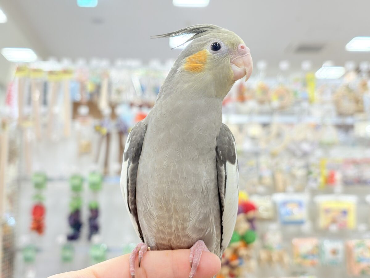 甘いマスクと力強い鳴き声~♩♩オカメインコ(ノーマル) オカメインコ