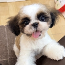 可愛すぎてとろける〜🫠💗シーズーの男の子入荷しました❤️