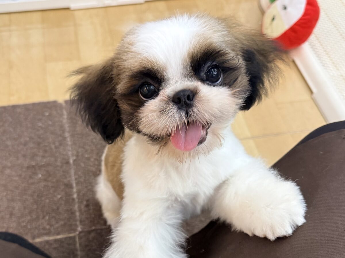 可愛すぎてとろける〜🫠💗シーズーの男の子入荷しました❤️