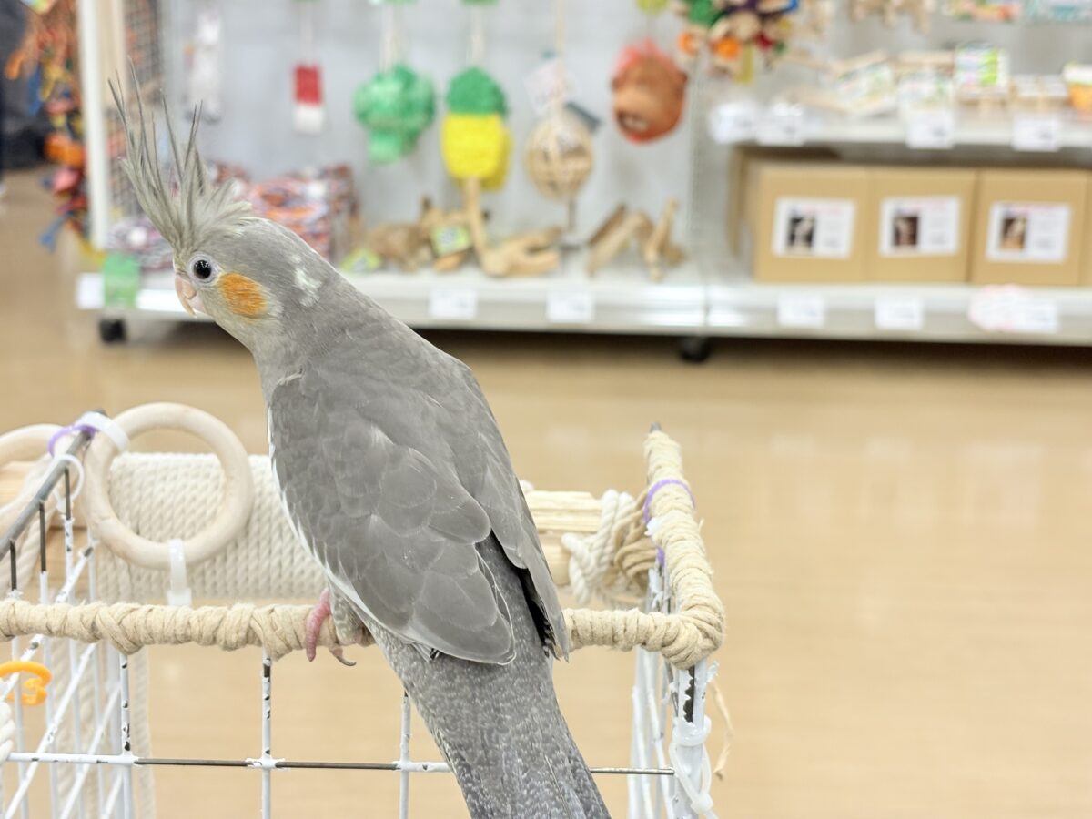 甘いマスクと力強い鳴き声~♩♩オカメインコ(ノーマル) オカメインコ