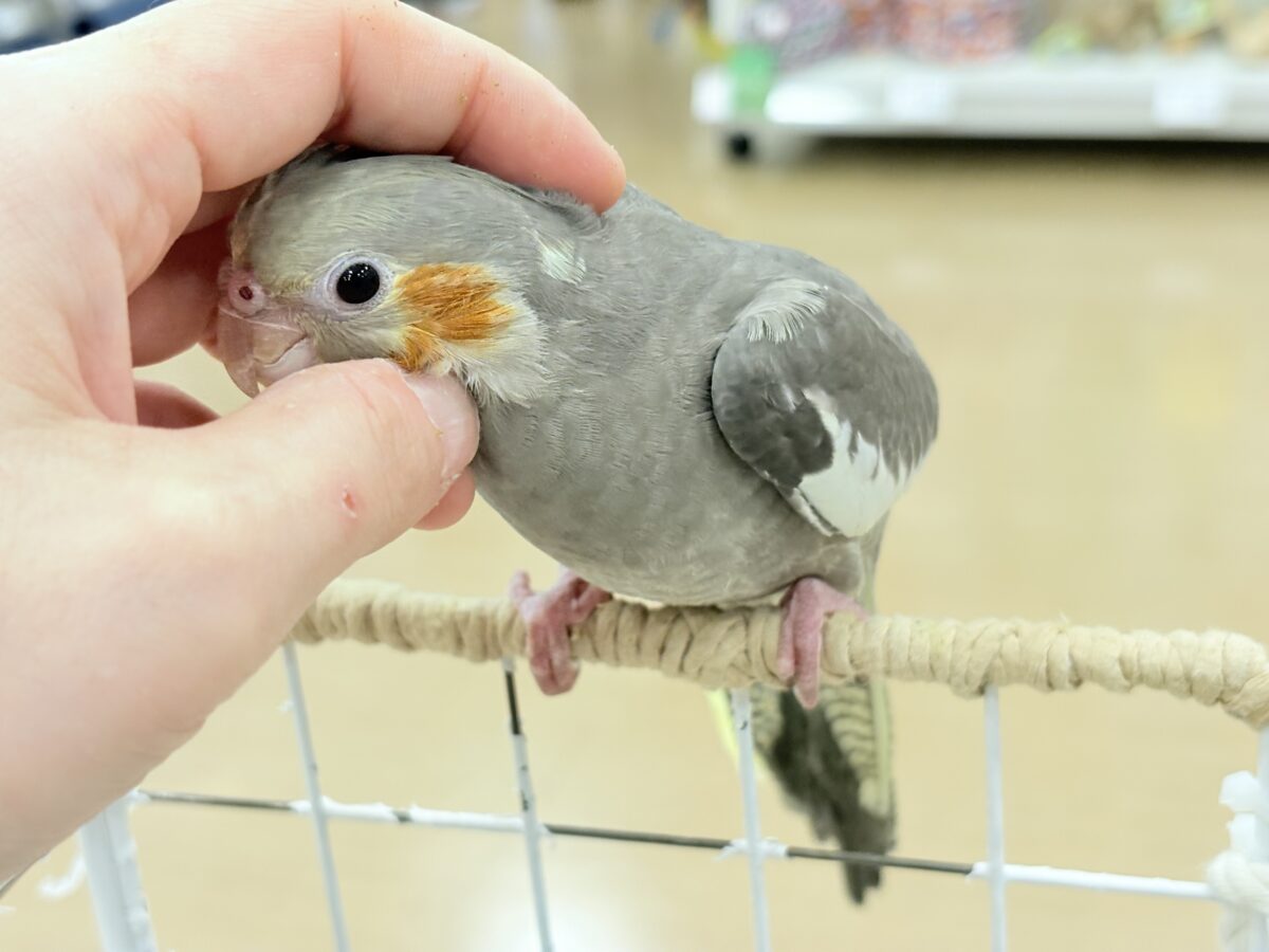 オカメインコ