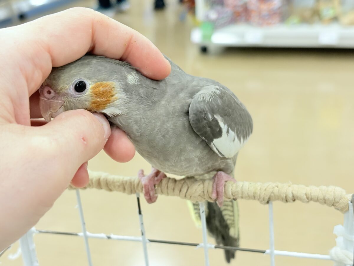 オカメインコ