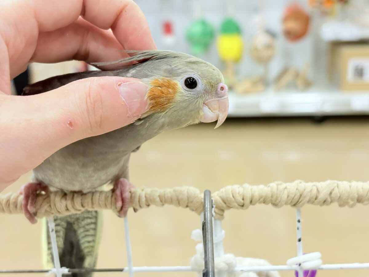 オカメインコ