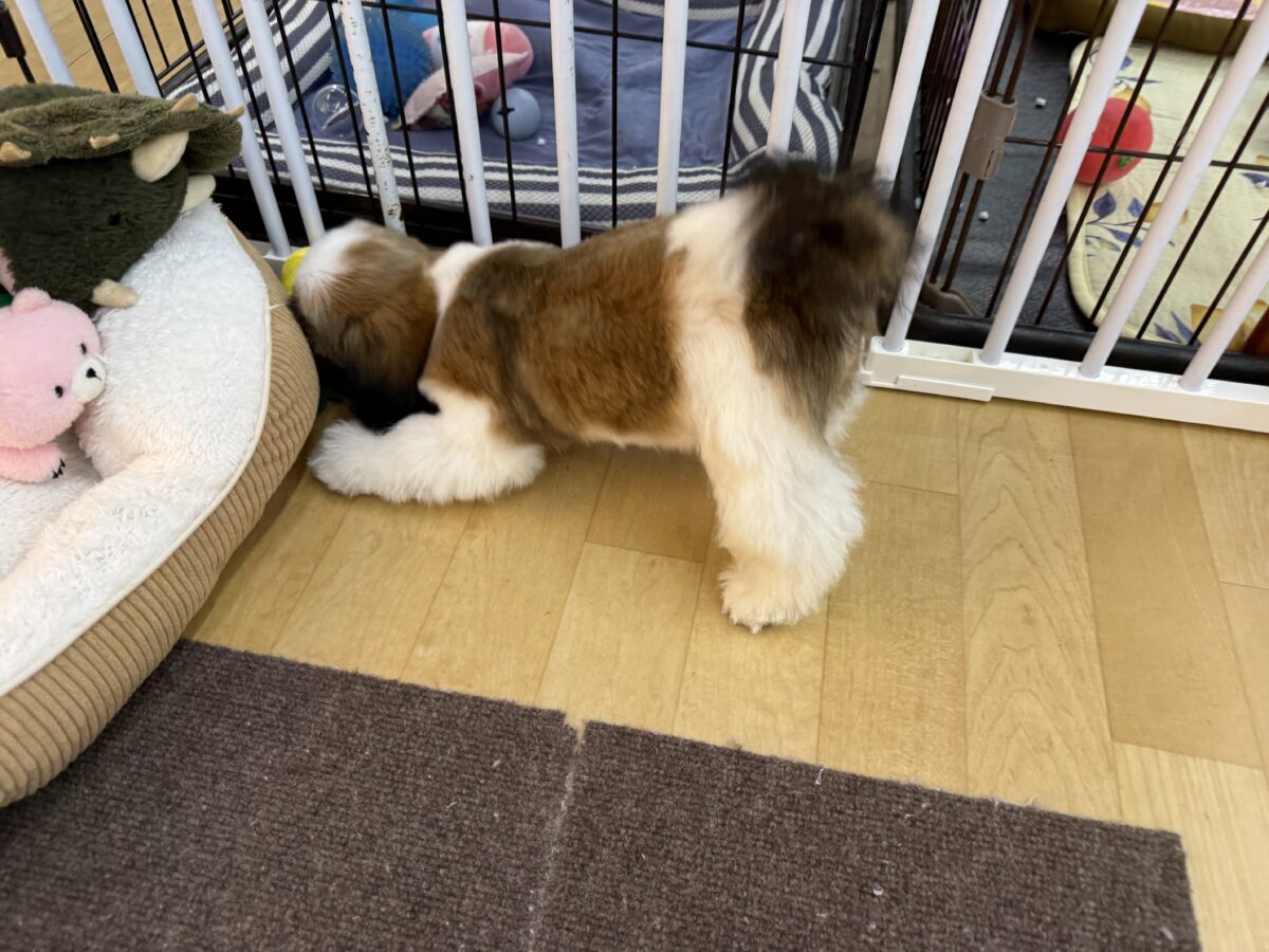 シーズー