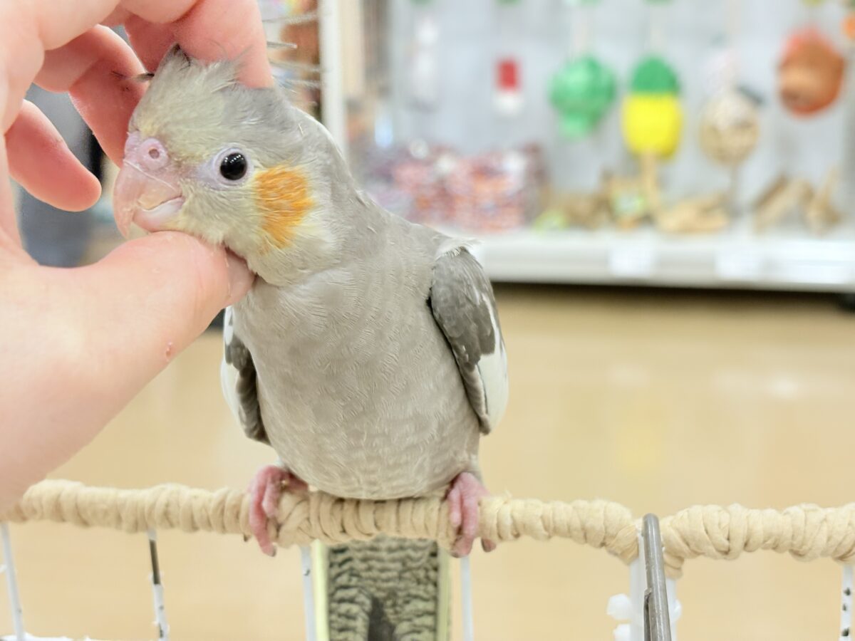 甘いマスクと力強い鳴き声~♩♩オカメインコ(ノーマル) オカメインコ
