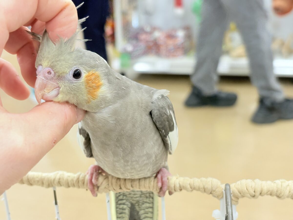甘いマスクと力強い鳴き声~♩♩オカメインコ(ノーマル) オカメインコ