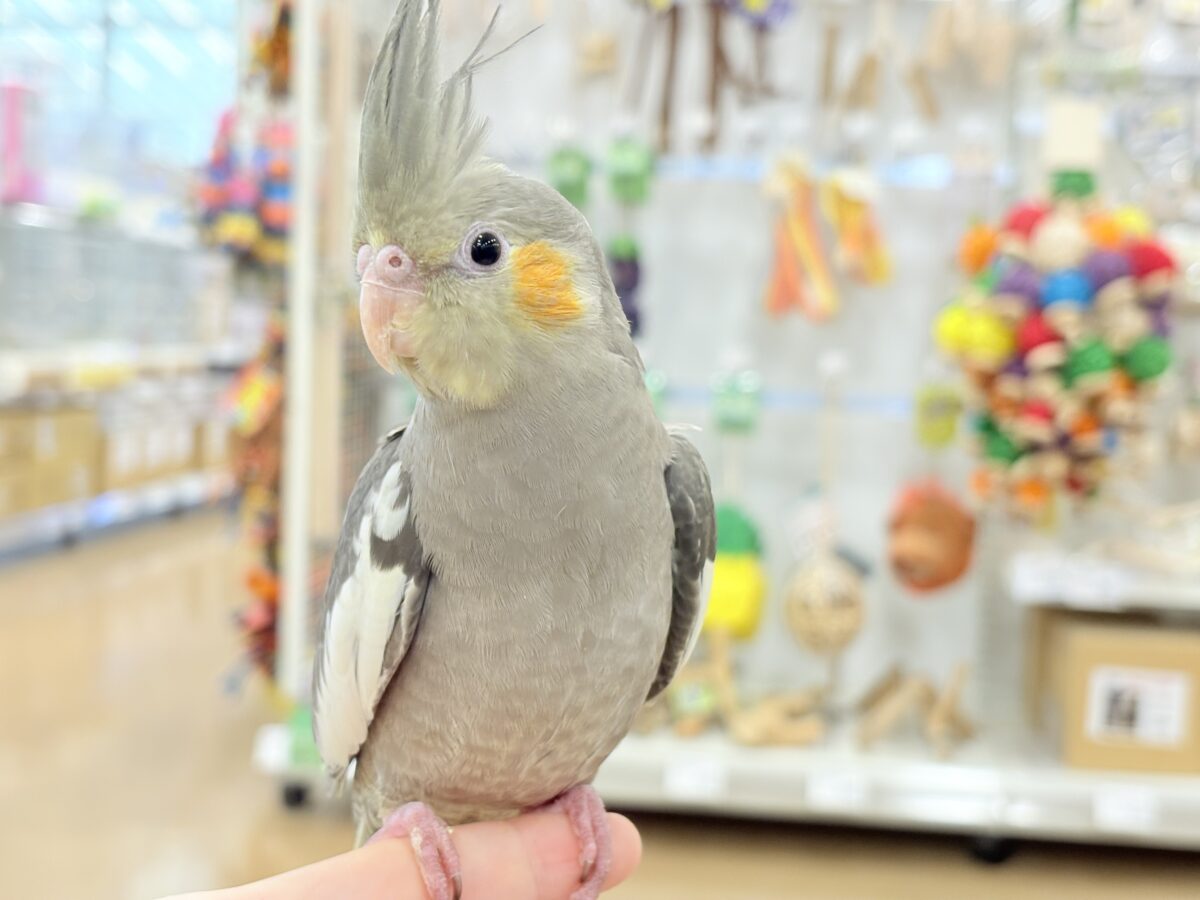 甘いマスクと力強い鳴き声~♩♩オカメインコ(ノーマル) オカメインコ