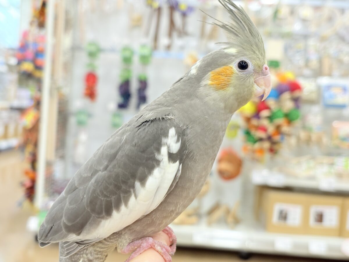 オカメインコ