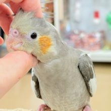 甘いマスクと力強い鳴き声~♩♩オカメインコ(ノーマル)