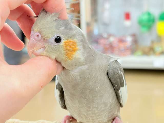 甘いマスクと力強い鳴き声~♩♩オカメインコ(ノーマル) 甘いマスクと力強い鳴き声~♩♩オカメインコ(ノーマル)