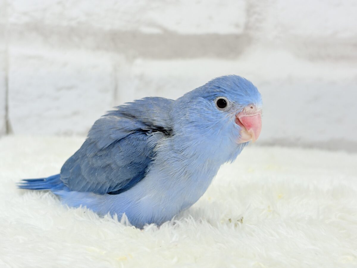 マメルリハ