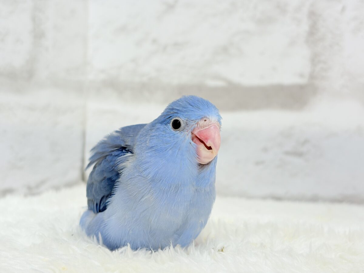 説明画像です