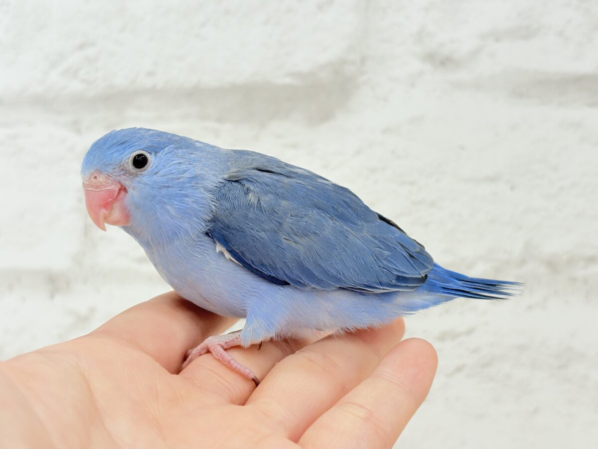 マメルリハ