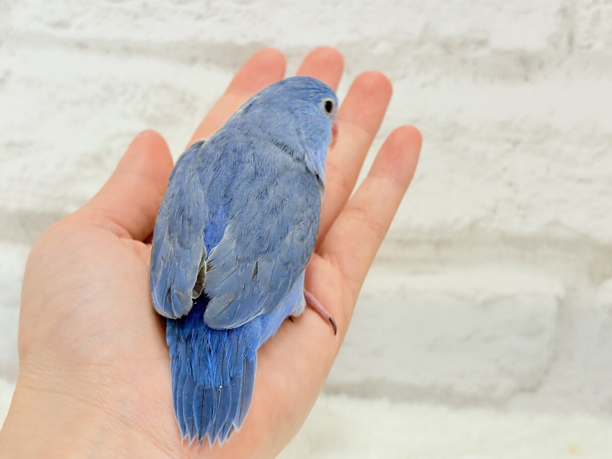 マメルリハ