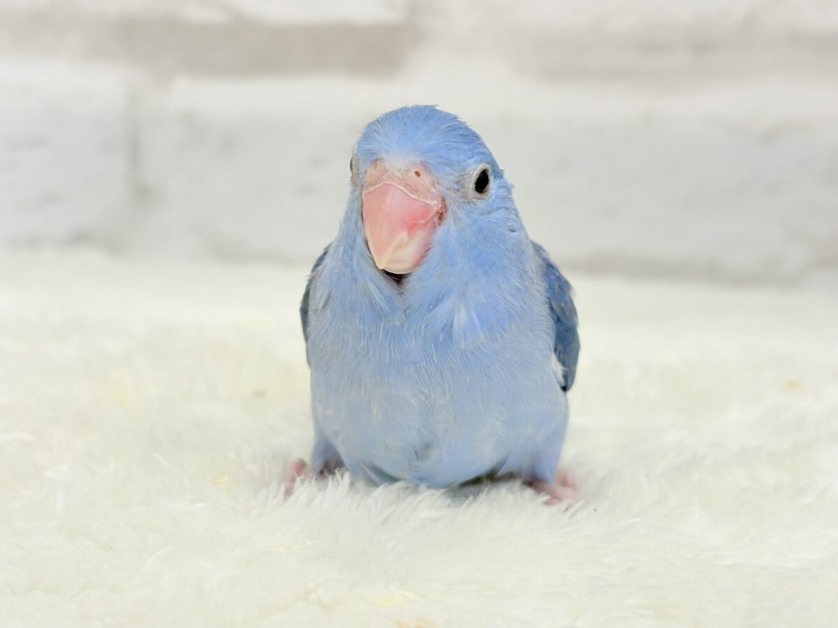 マメルリハ