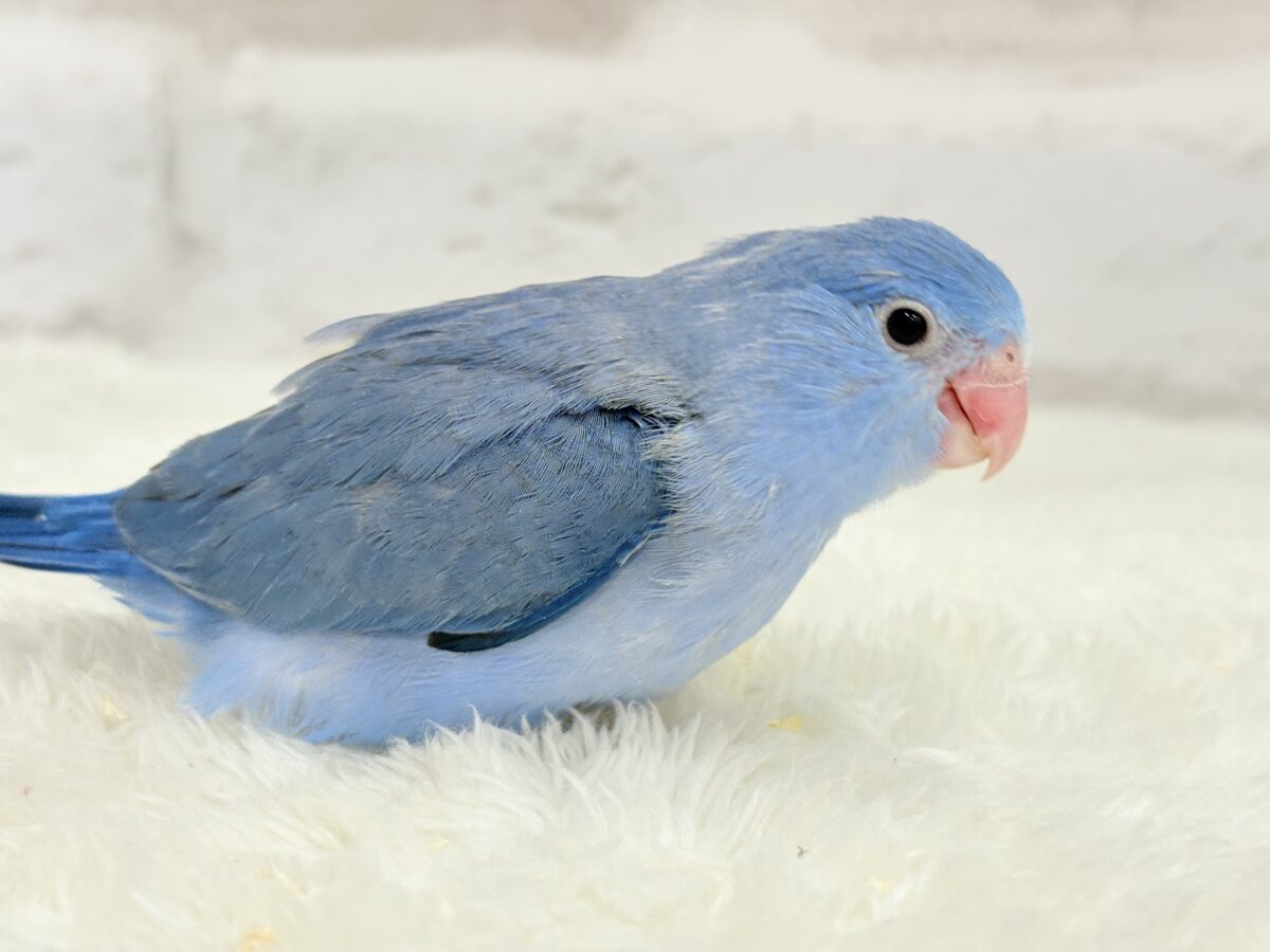 マメルリハ