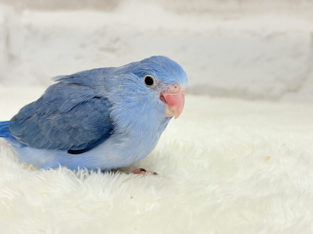 マメルリハ