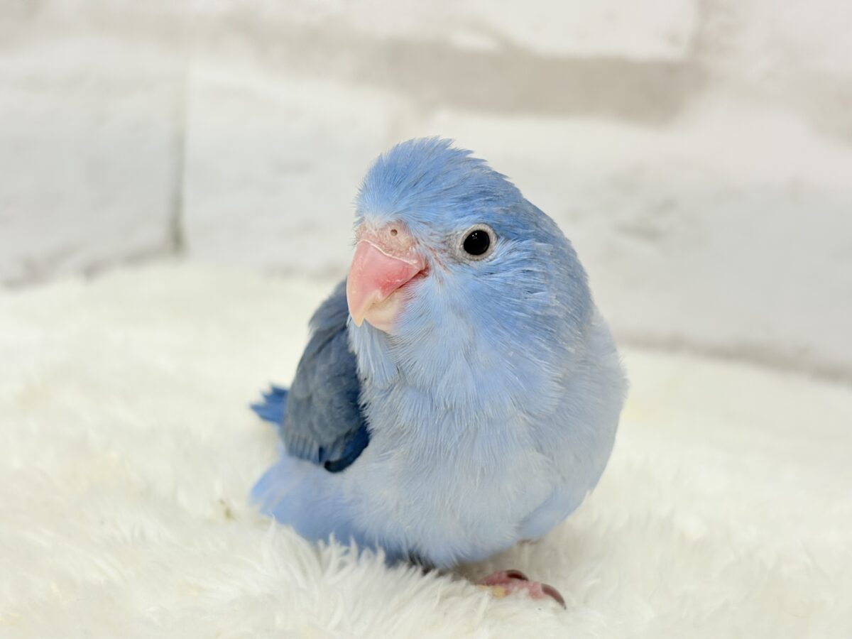 説明画像です