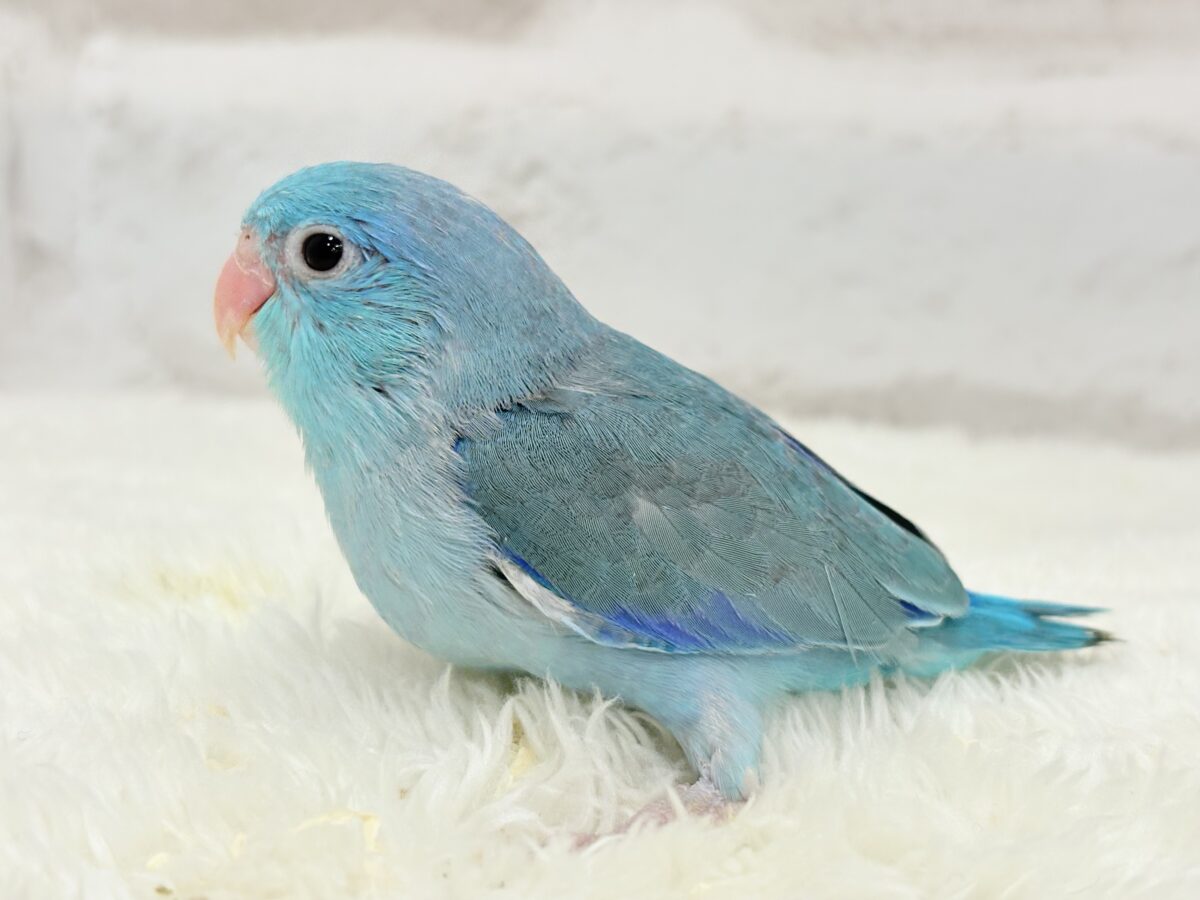 マメルリハ