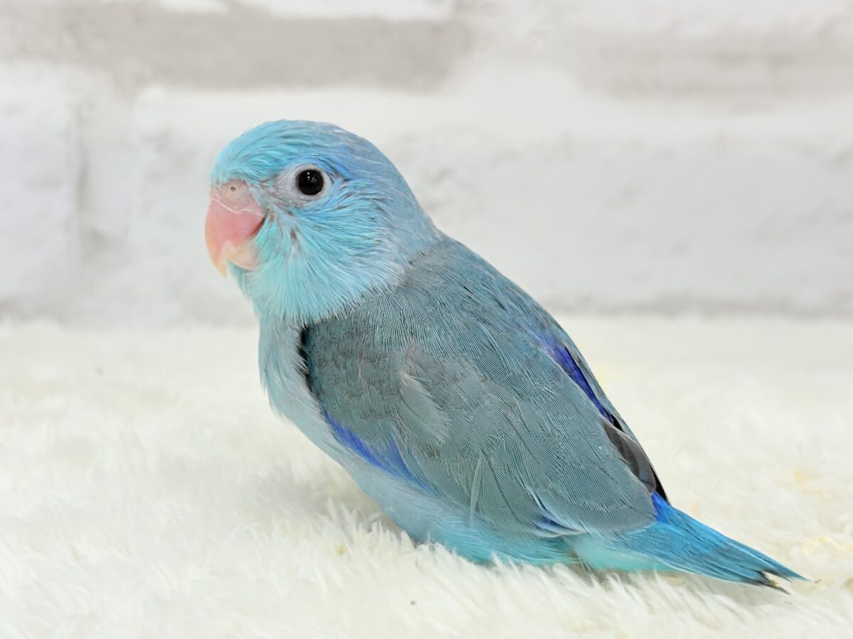 マメルリハ