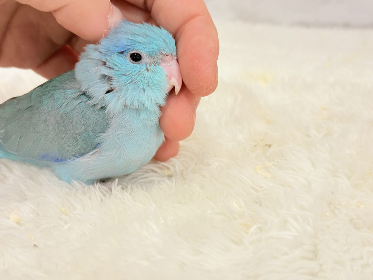 説明画像です