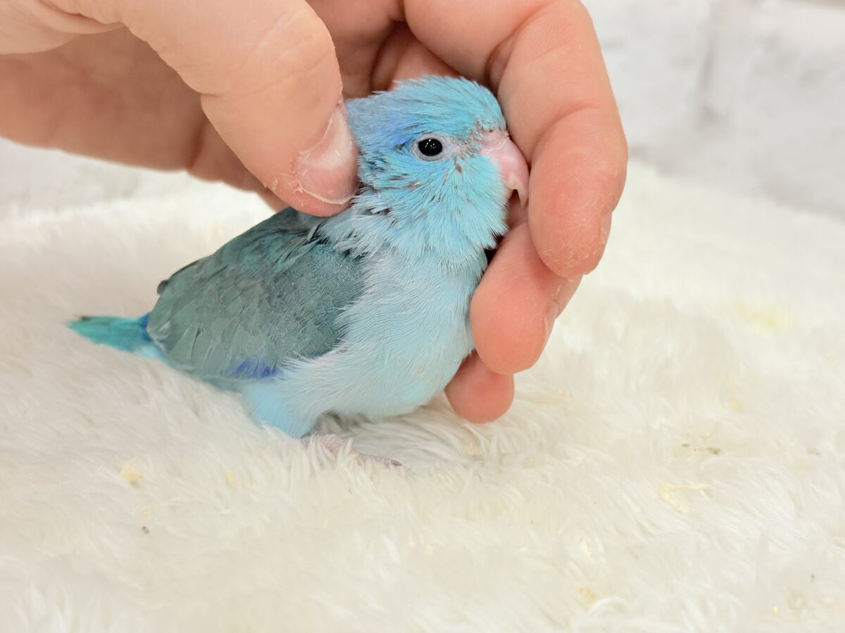 マメルリハ