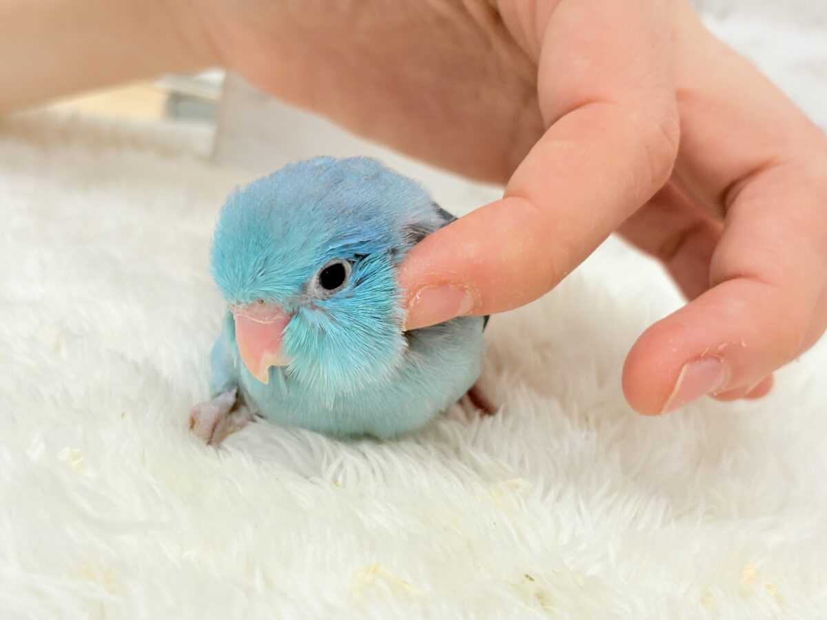 マメルリハ