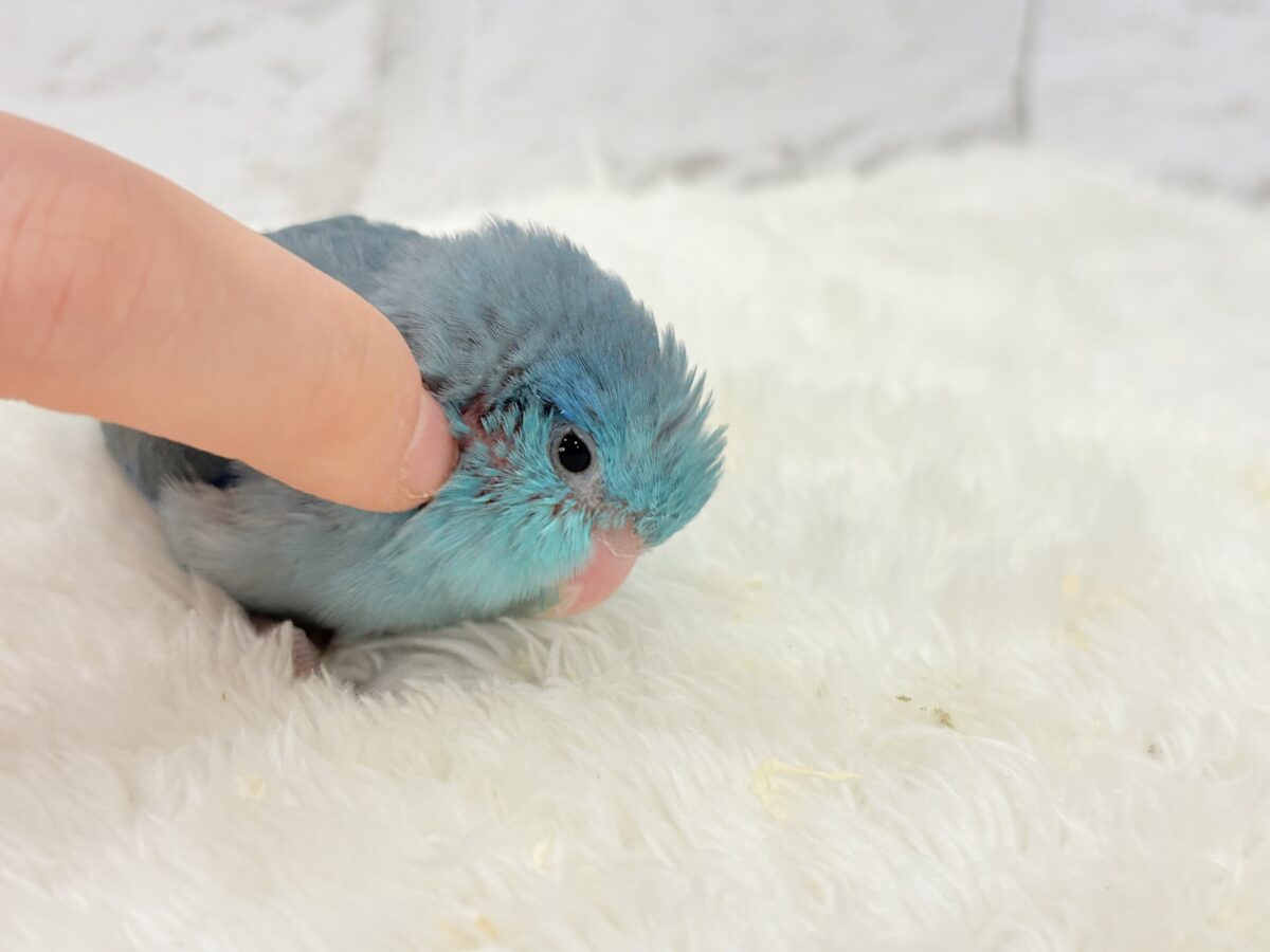 マメルリハ