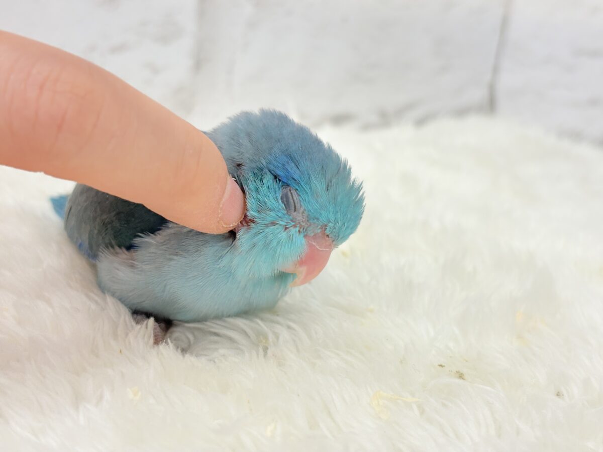 説明画像です