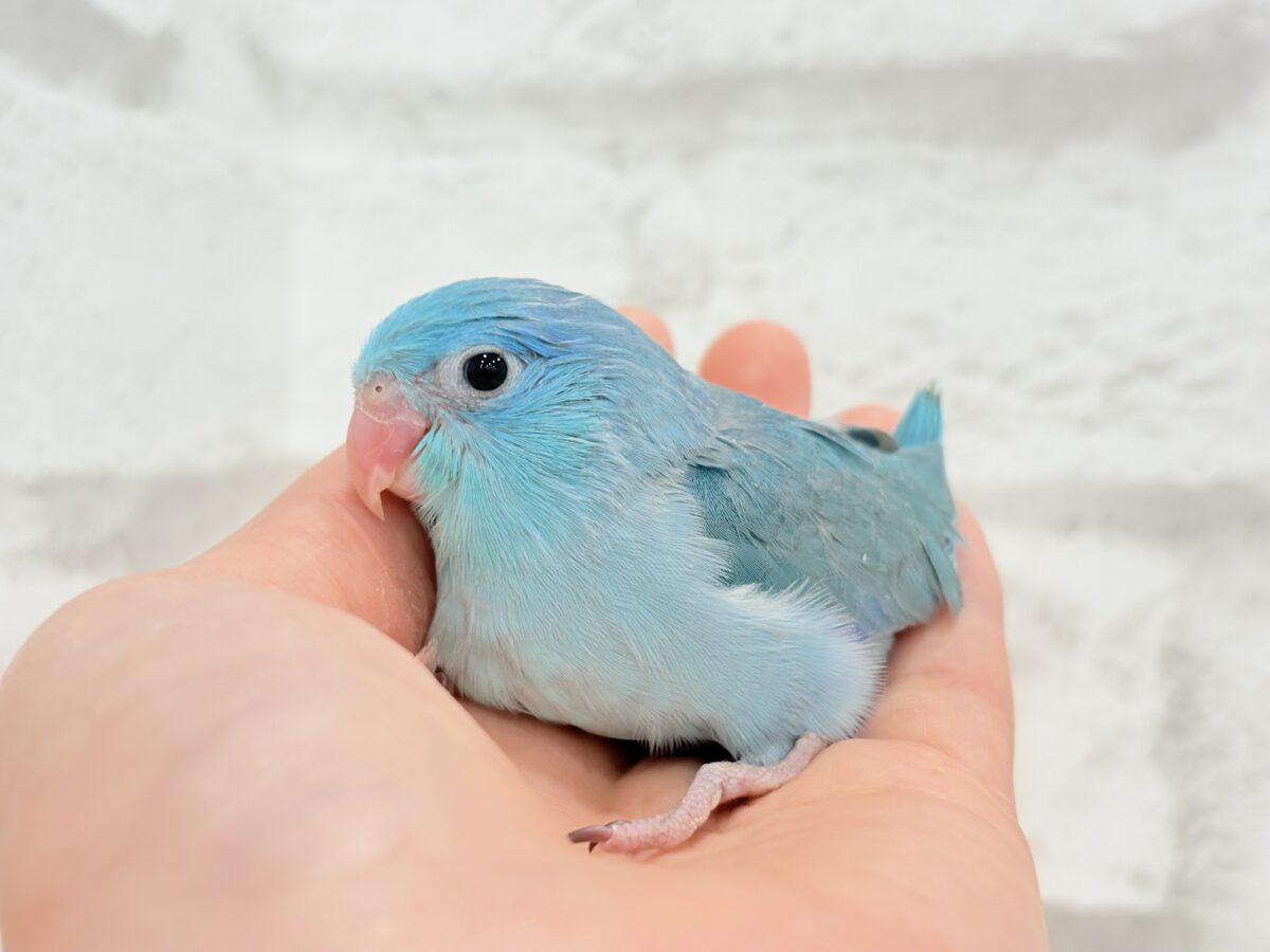 マメルリハ