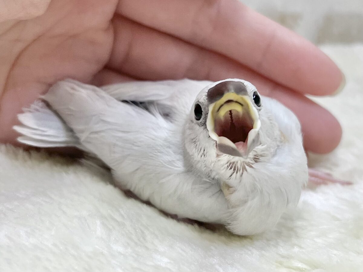 シルバー文鳥