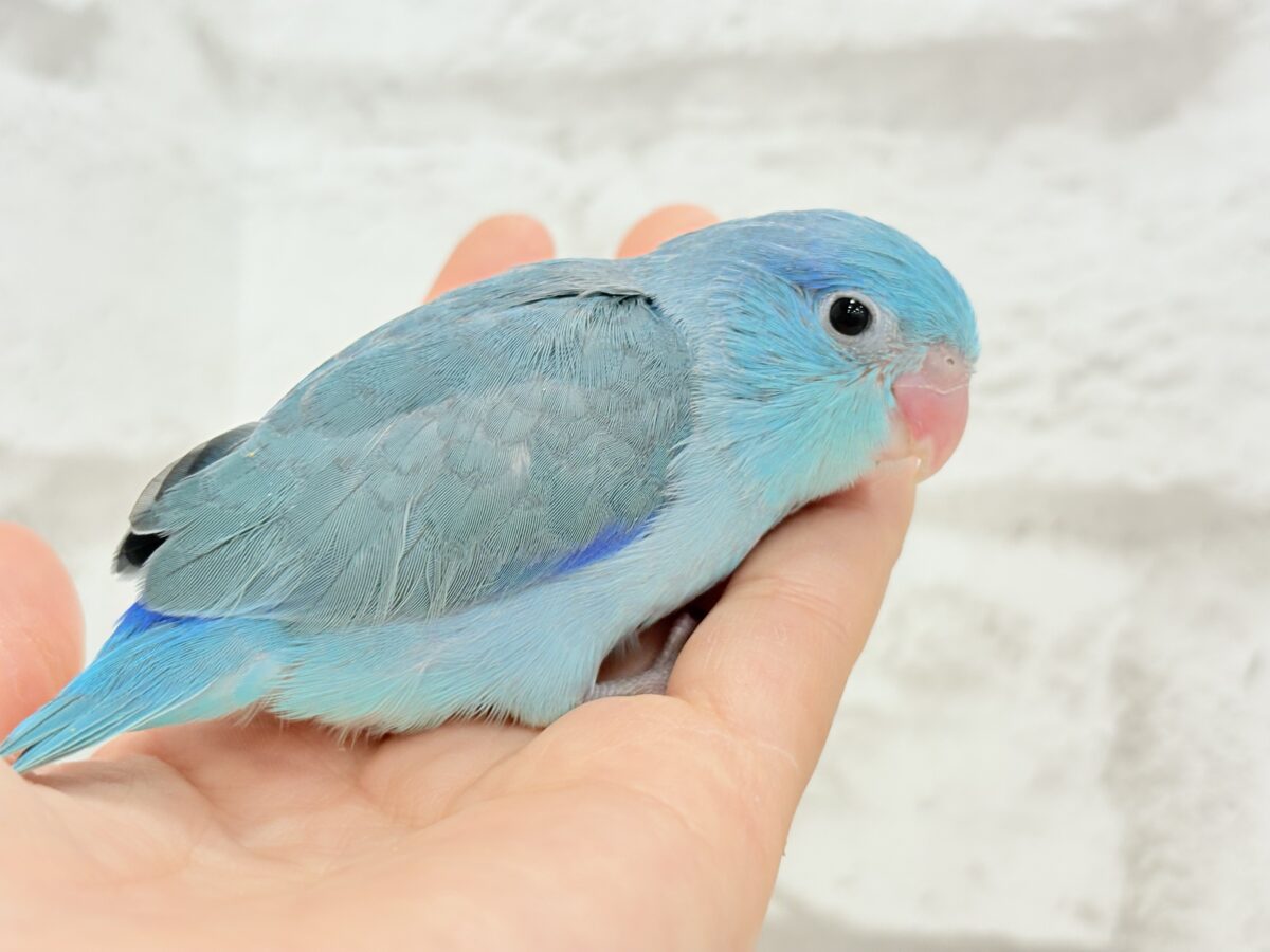 マメルリハ