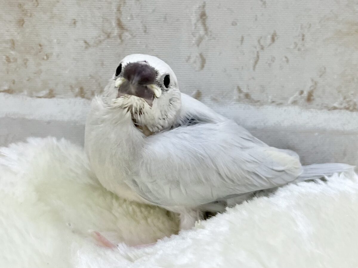 シルバー文鳥