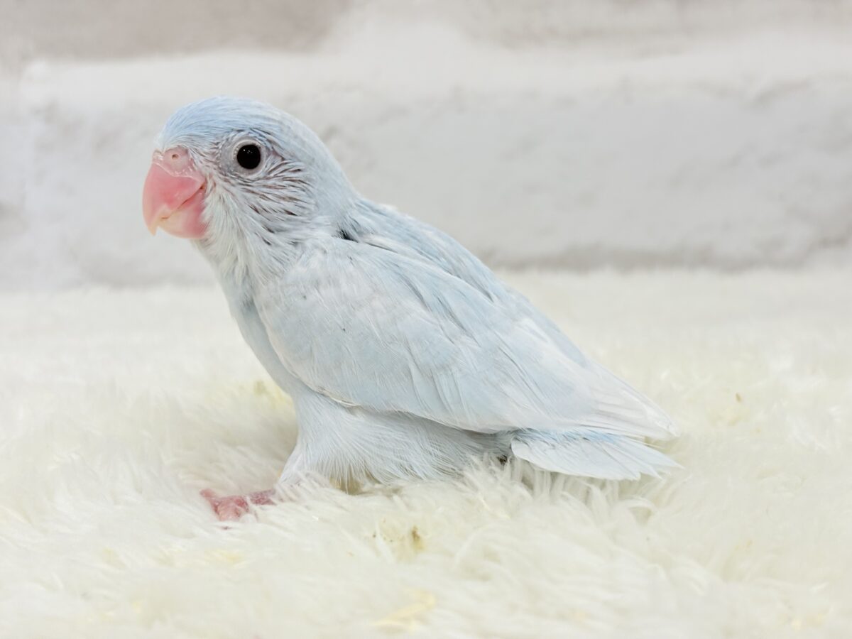 マメルリハ