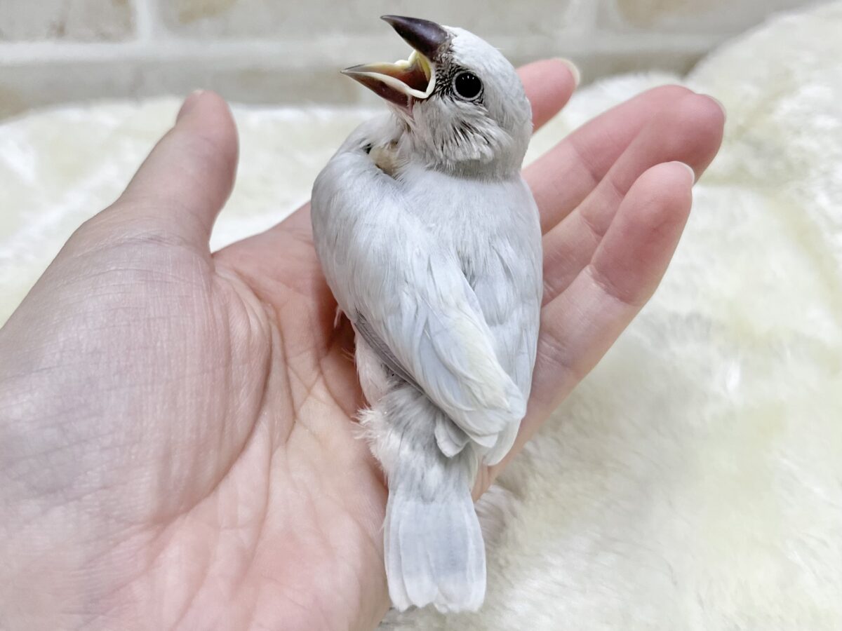 シルバー文鳥