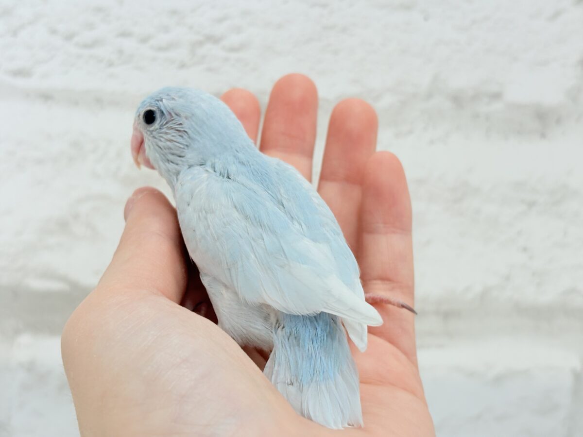 マメルリハ